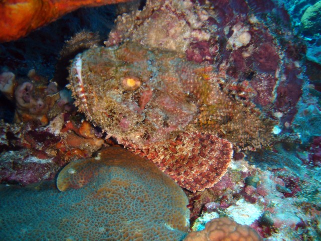 Martinique poissons 033 